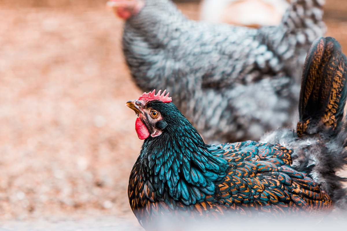 tilden little farm selective focus photo of a hen berkeley